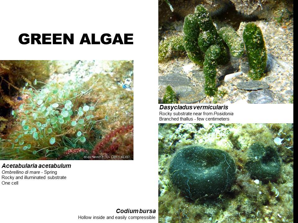 Green Algae  Project M.A.R.E.