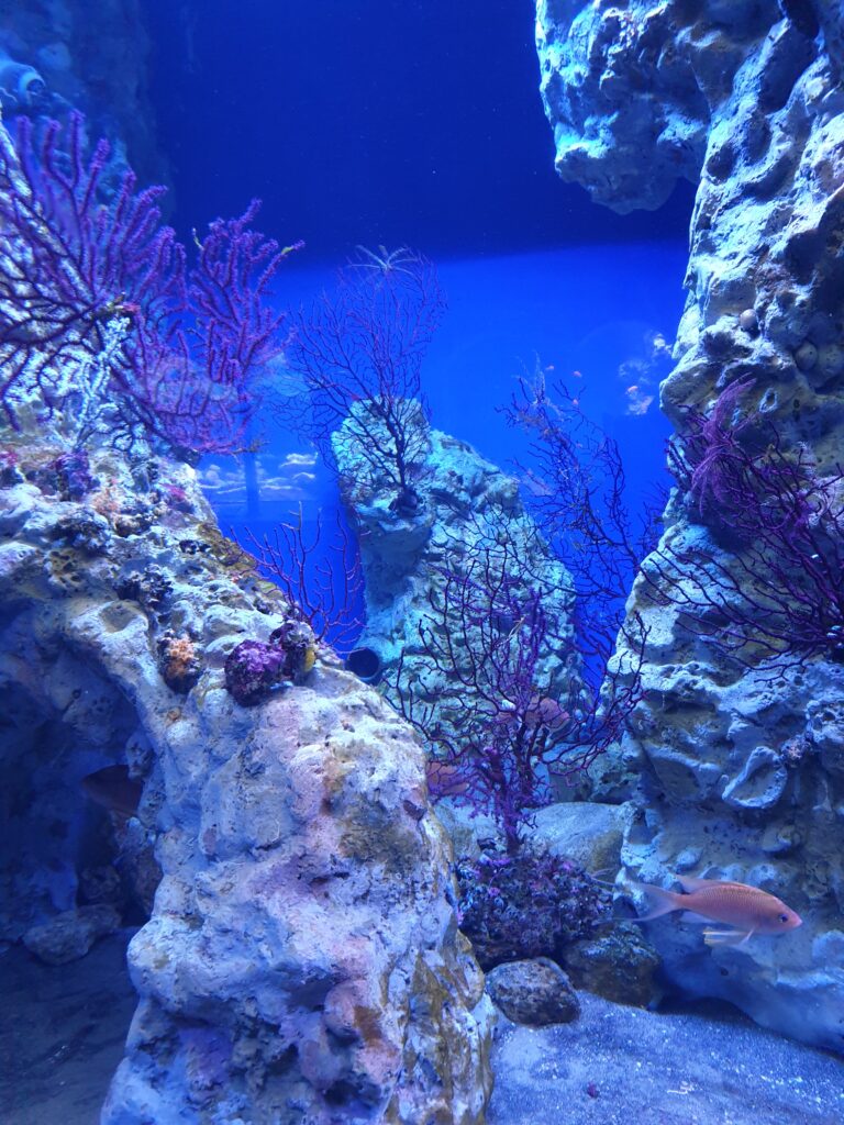 Coralligenous habitat