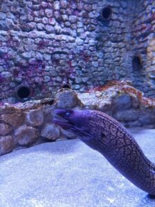 Roman Moray-eel pound